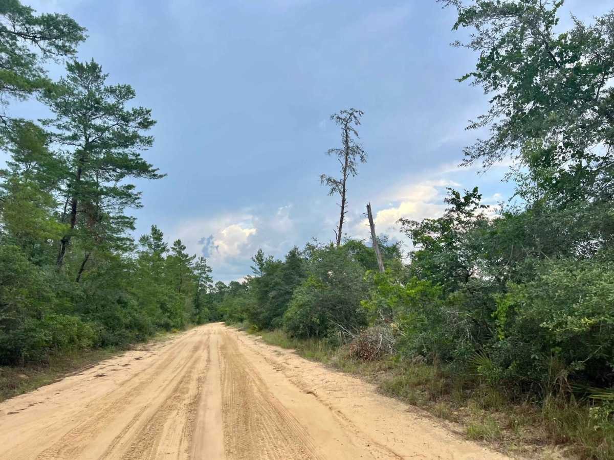 Ocala National Forest | Trail 5 photo 2