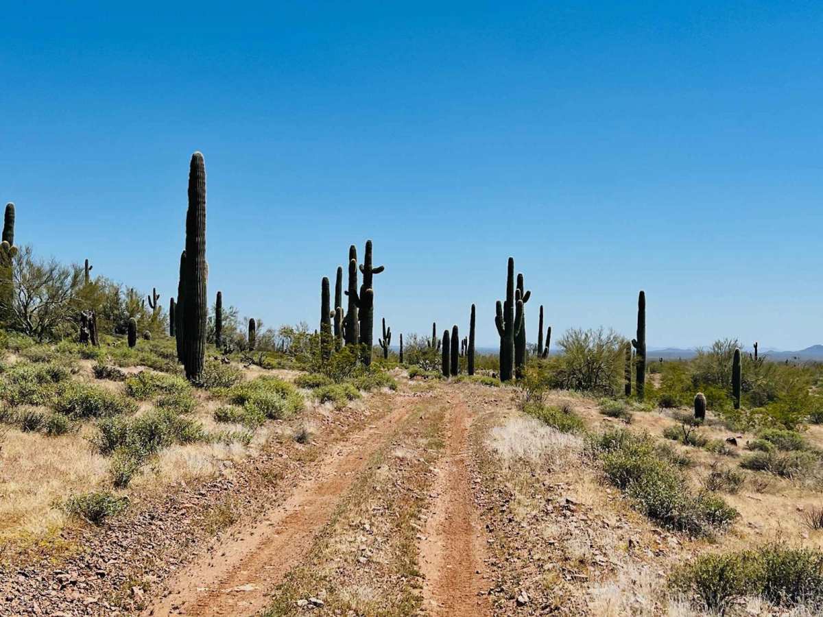 BLM 9095 photo 3