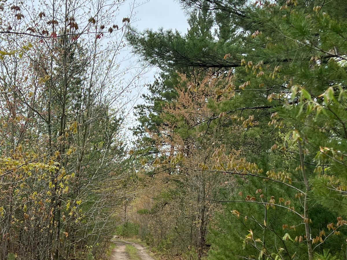 17-1/4 Trail photo 5