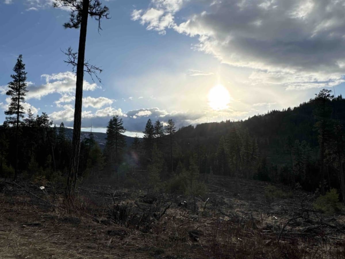 Bald Eagle Range FSR photo 3