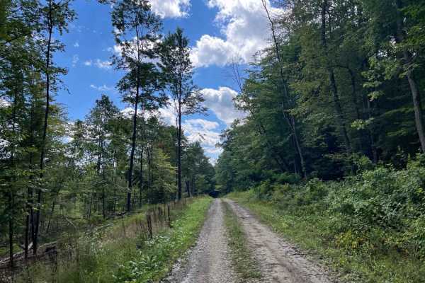 Cabin Road