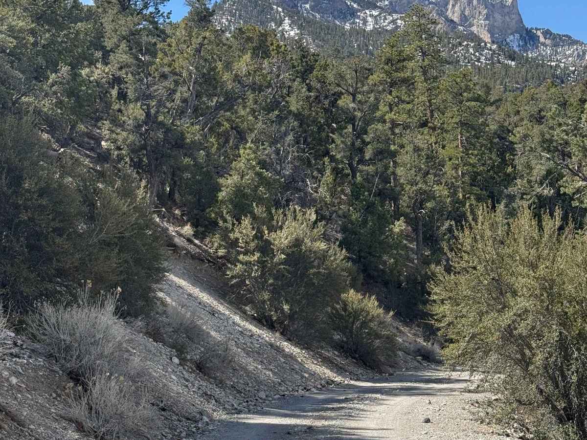 Cardamine Road trail photo