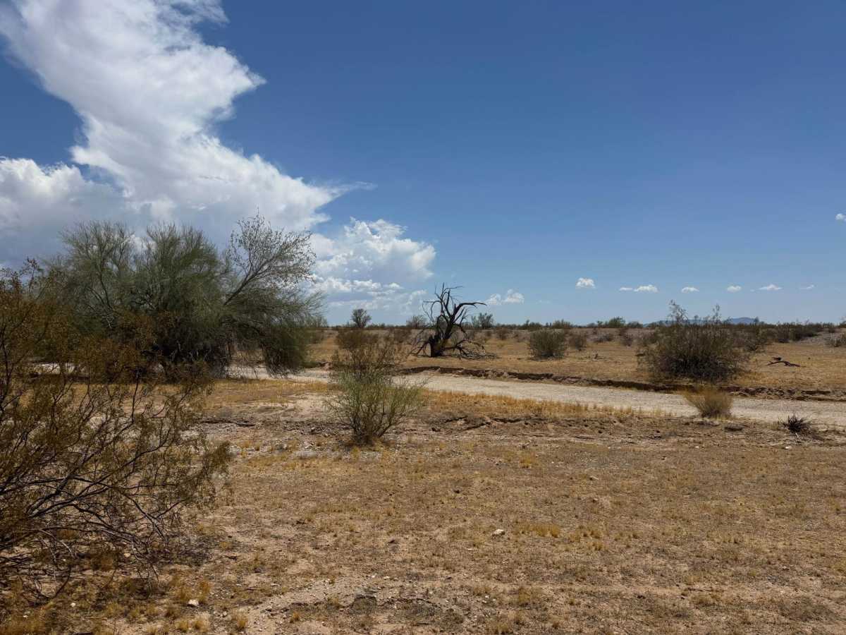 The Buzz of Gila Bend photo 4