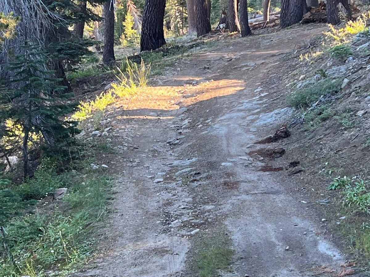 Pinecrest Peak trail photo