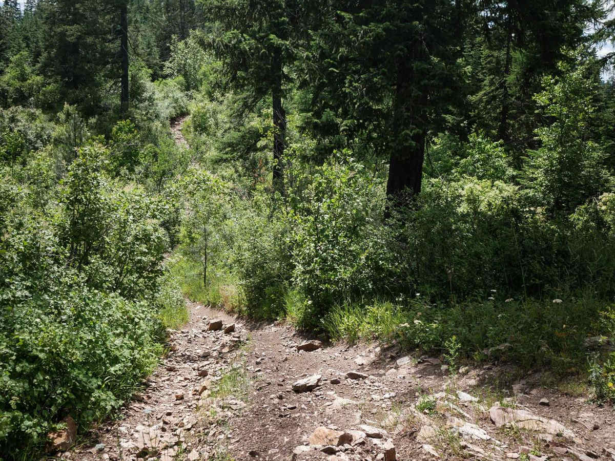 Canfield Mountain- Trail D photo 4