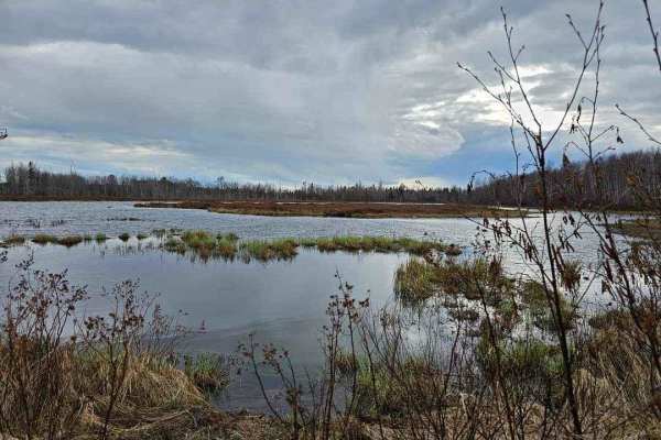 Rankine Road Pond Run