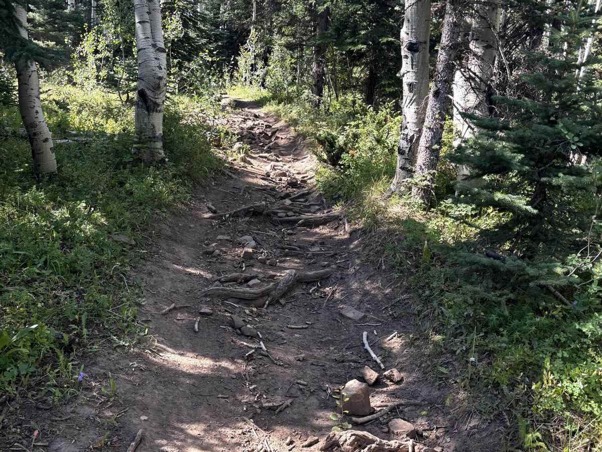 Buck Trail photo 5