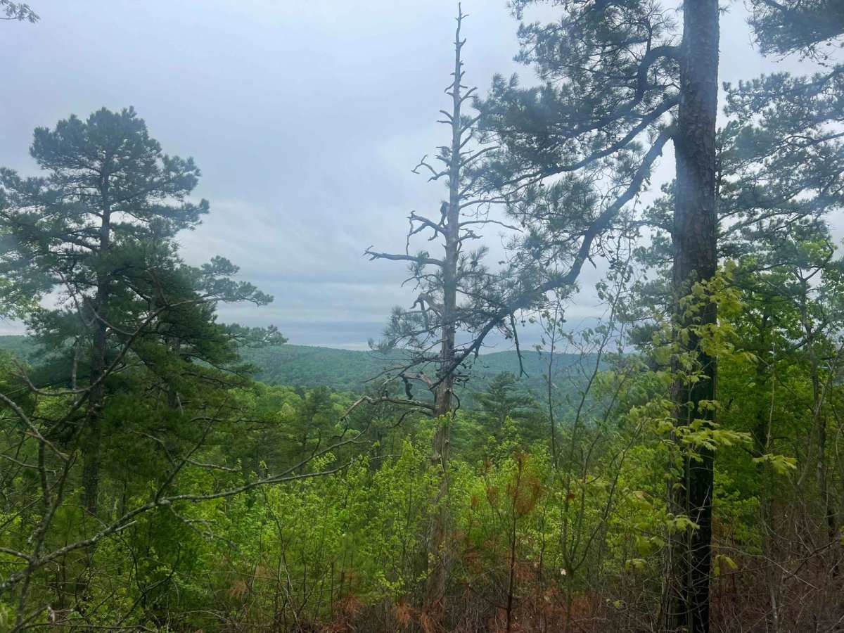 West Forked Mountain FR124 photo 6
