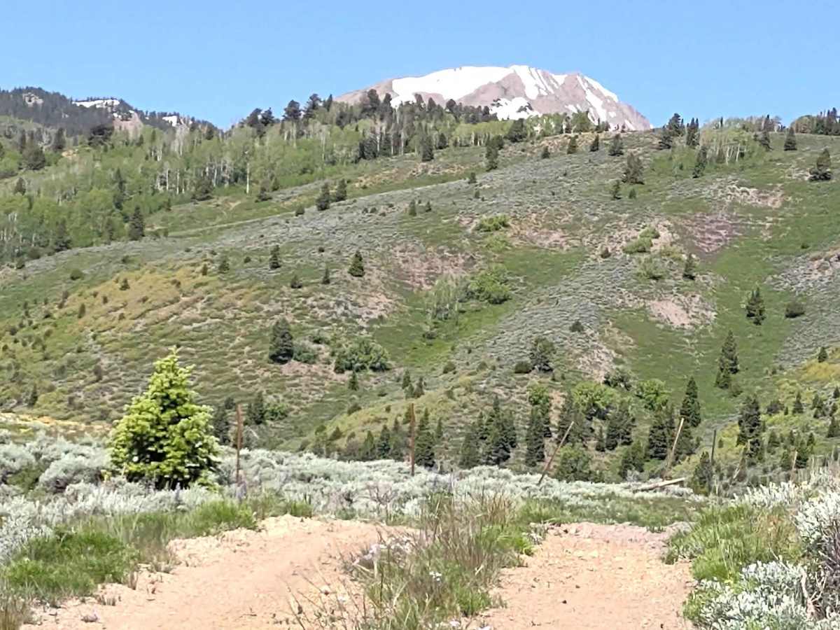 Gold Gulch Loop (FS# 41082) photo 5