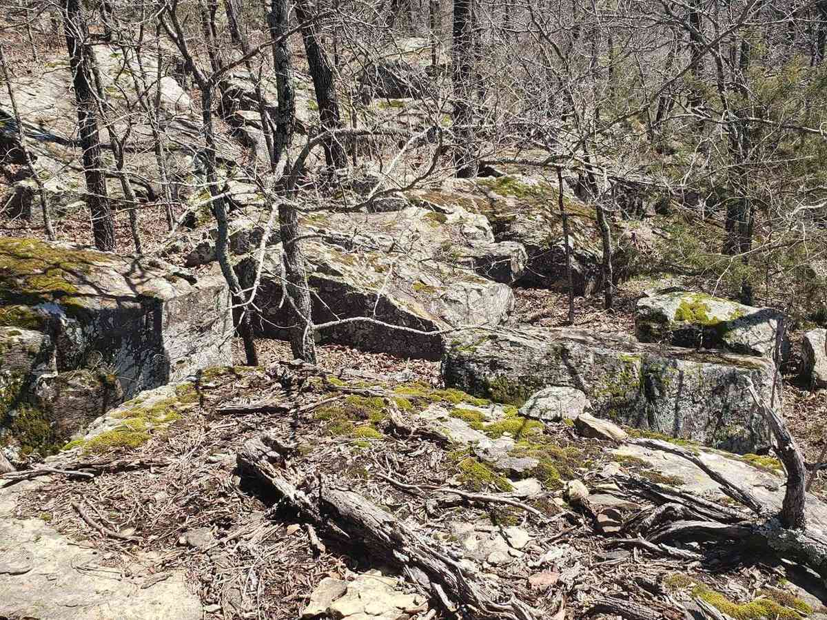 Rambo photo 4