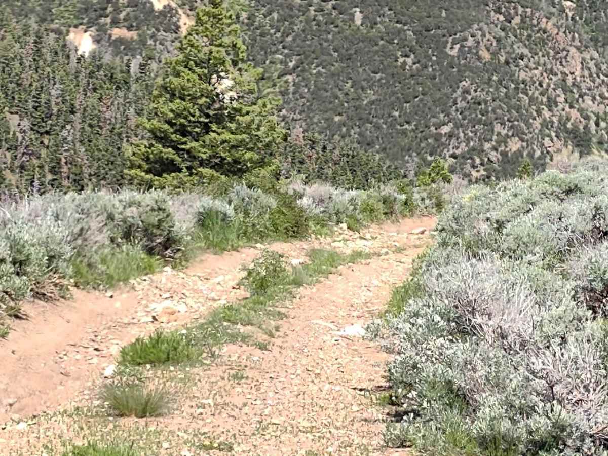 Sheepherder's Park (FS# 41080) photo 2