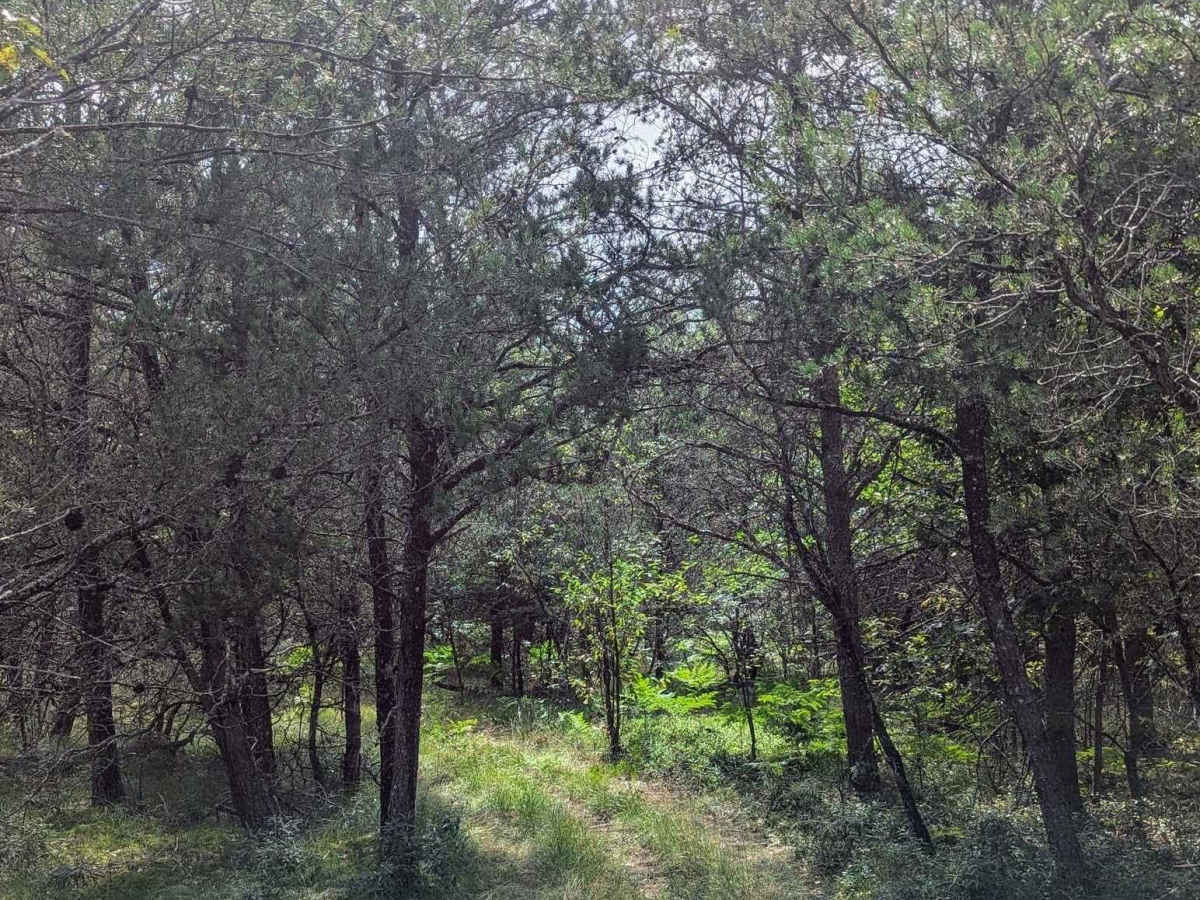 Huron NFS Trail 3079 photo 3