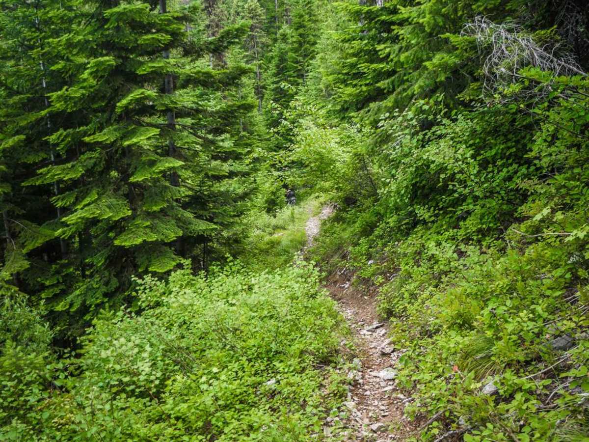 Daisy Creek photo 5