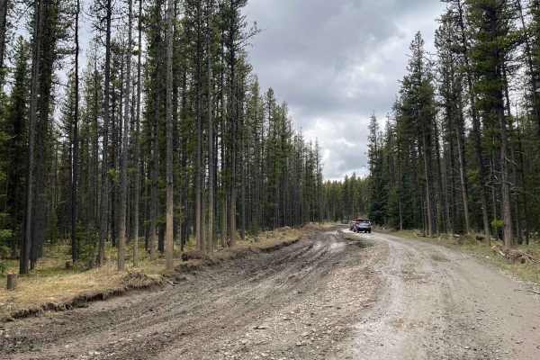 Waiparous Creek Road