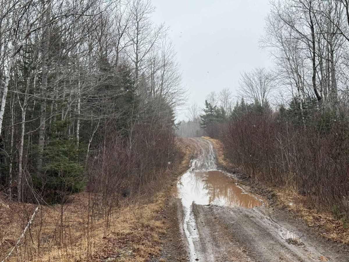 Scott Paper Road photo 5