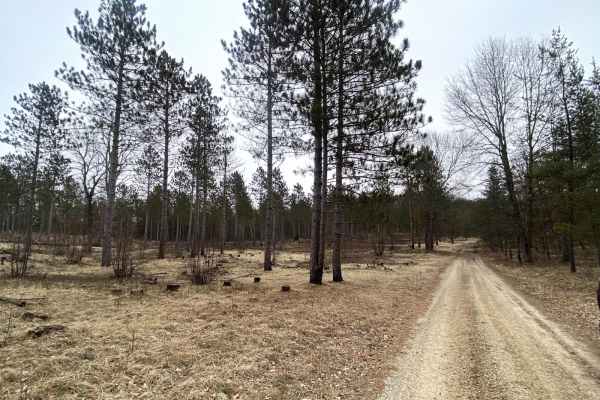 Power in the Pines