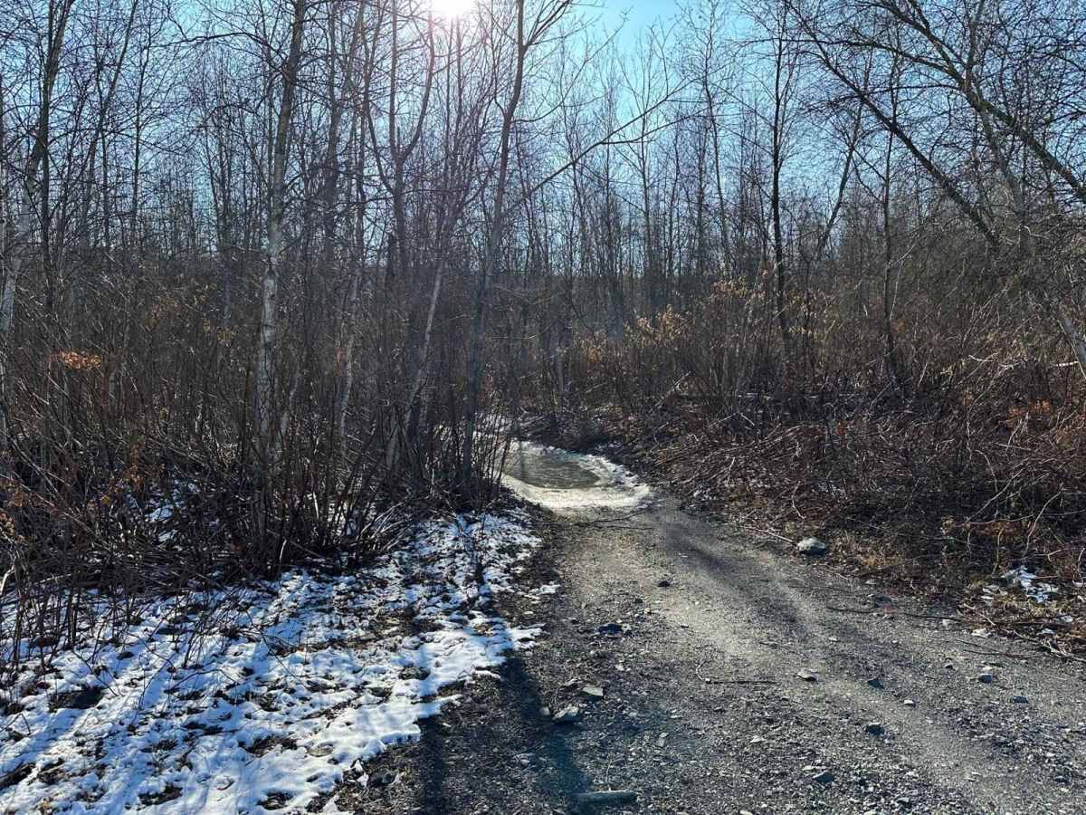 Locust Gap 60 photo 6