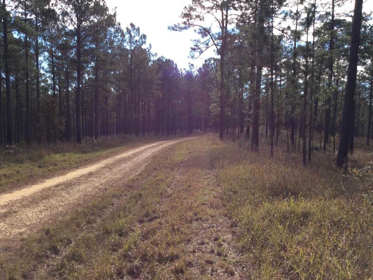 HCNF 103B Cheek Trail photo 6