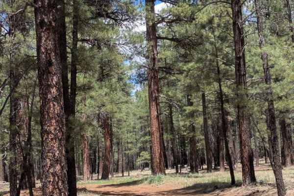 Lost Pines Cutoff FS 6149