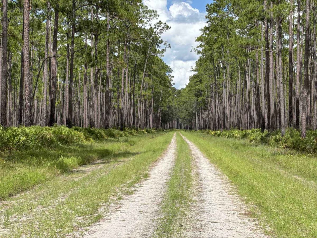 Blue Horse Trail - Osceola NF 232 photo 4