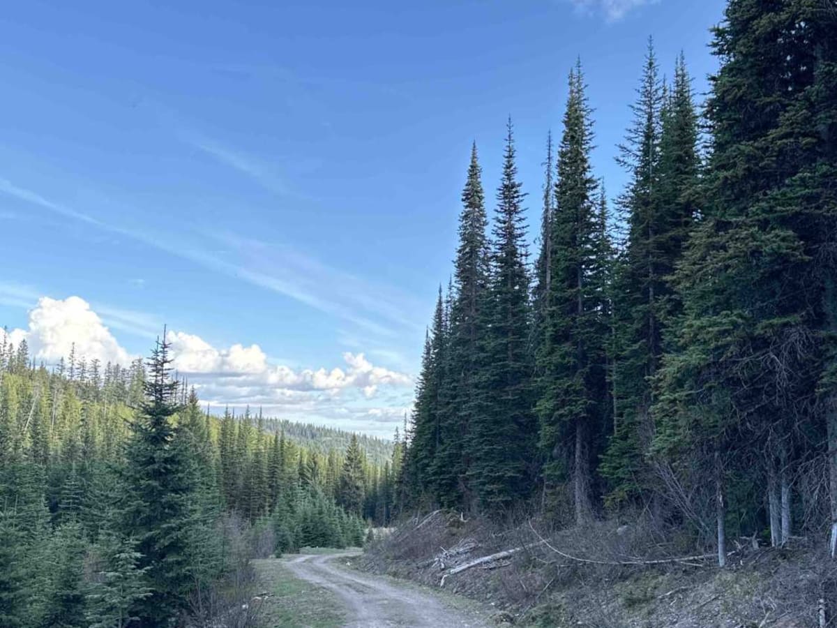 Lean To Forest Service Road photo 5