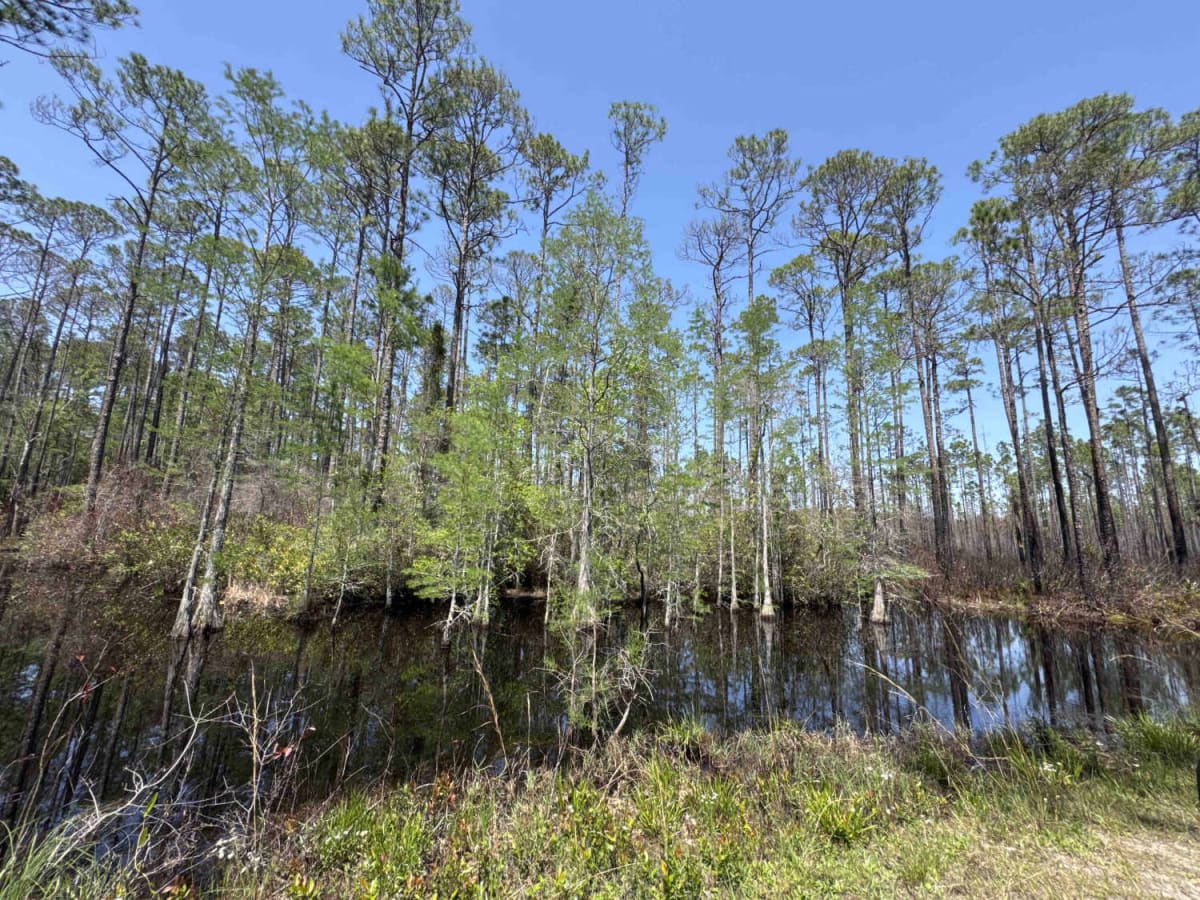 Bear Branch - Osceola NF 276 photo 2