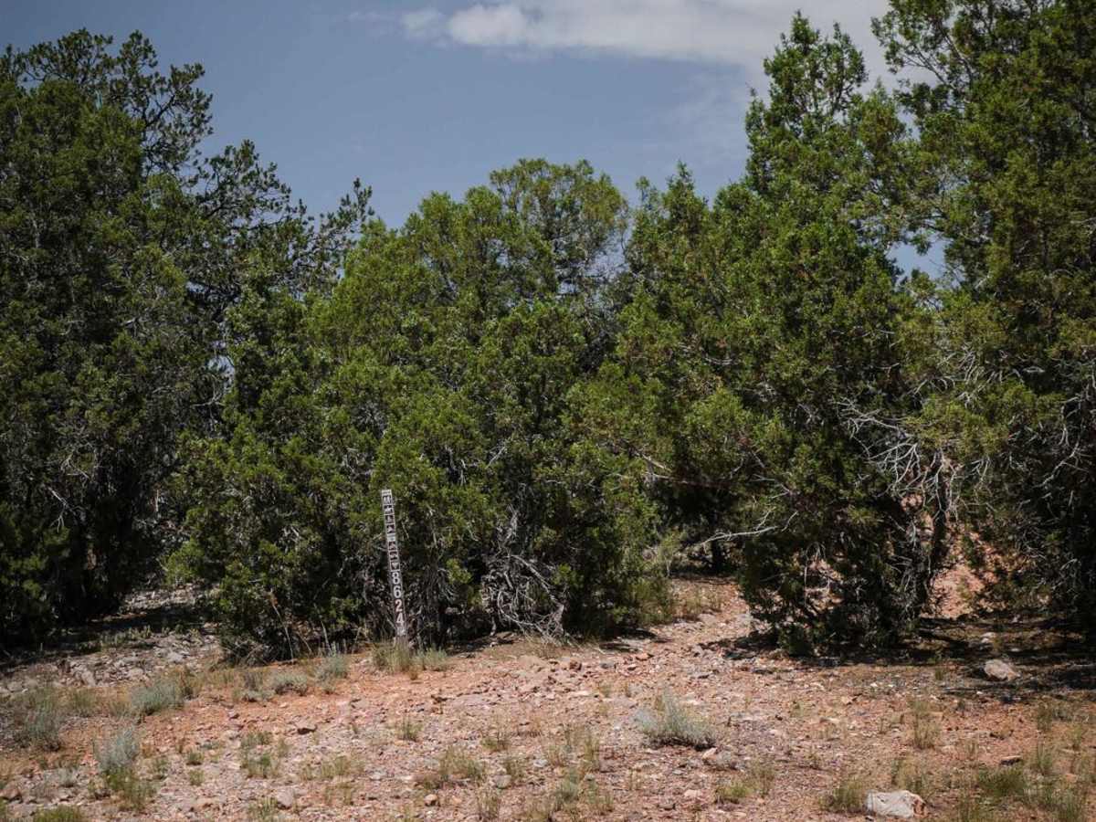 BLM 8624 photo 5