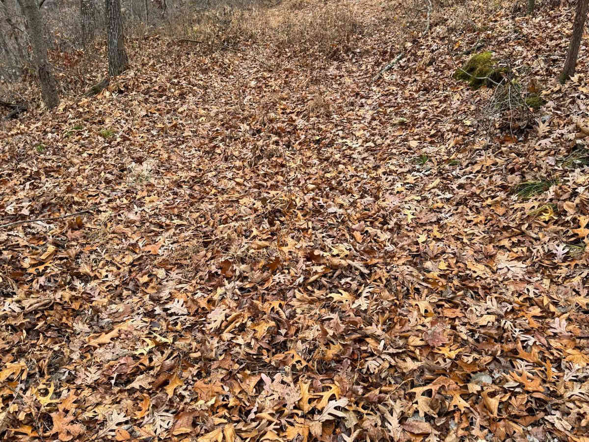 Green 292 photo 2