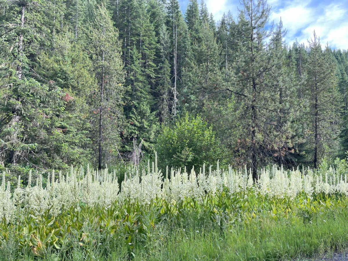 Bovill - Hemlock Butte trail photo