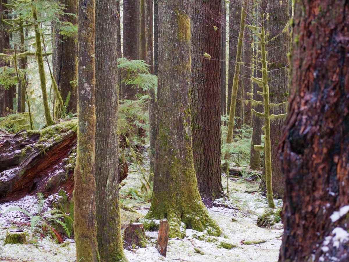 The Ferns on French Creek photo 3
