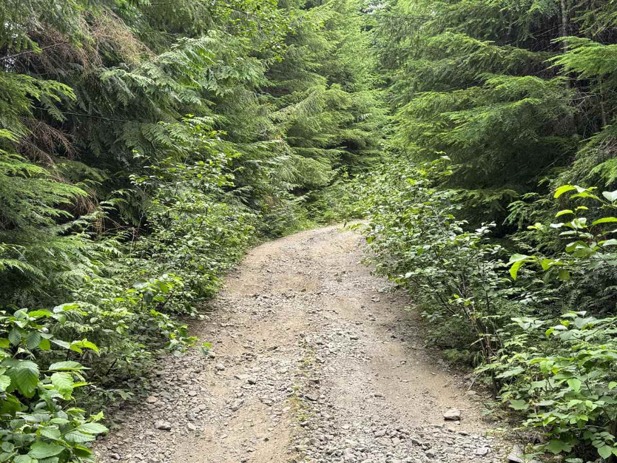 Bedal Creek photo 5