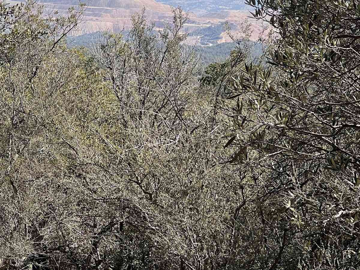 FS 4033 F Continental Divide Trail access photo 5