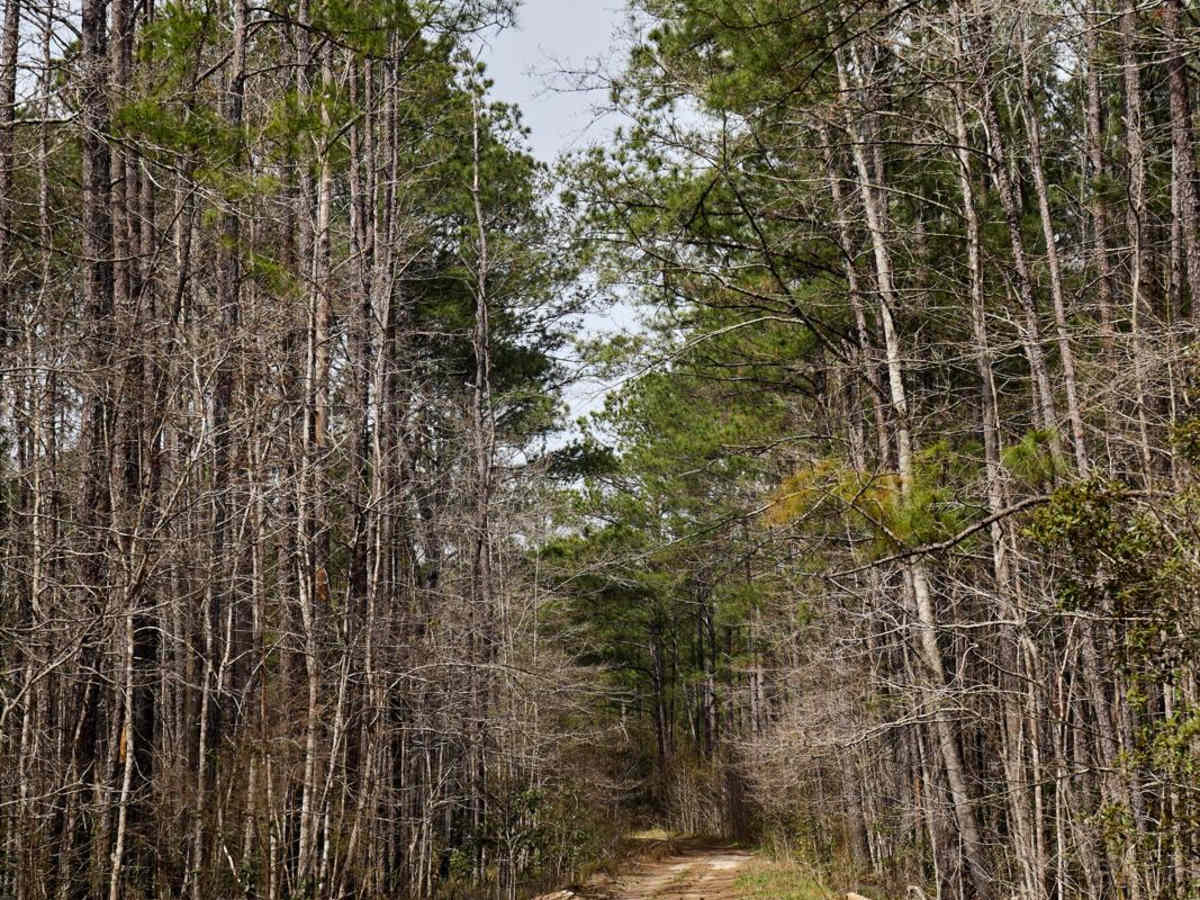 Slash Road - FSR226 photo 6