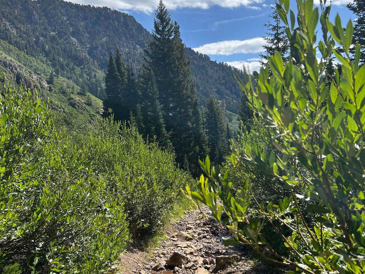 Mineral Basin Trail photo 5