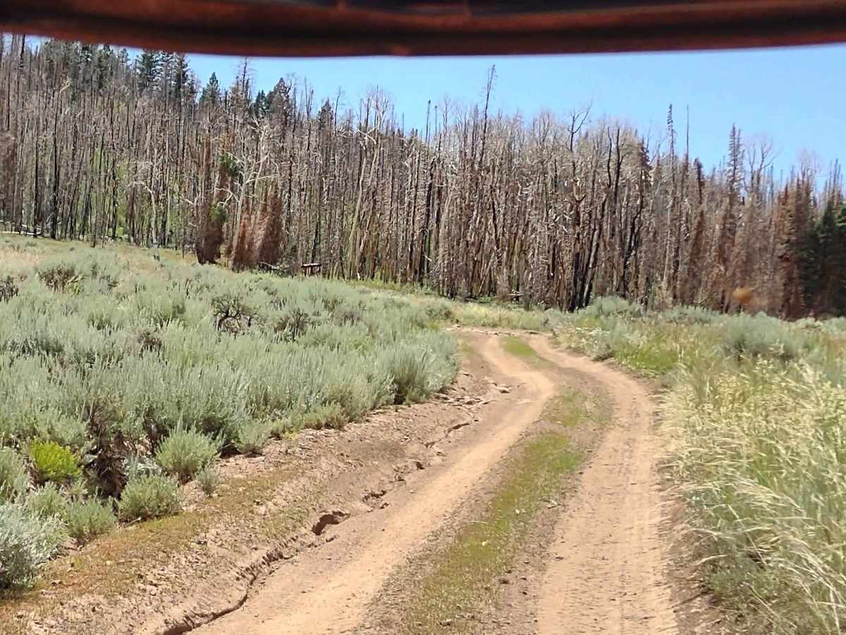 Paiute Side Trail 53 (FS 41225) photo 6