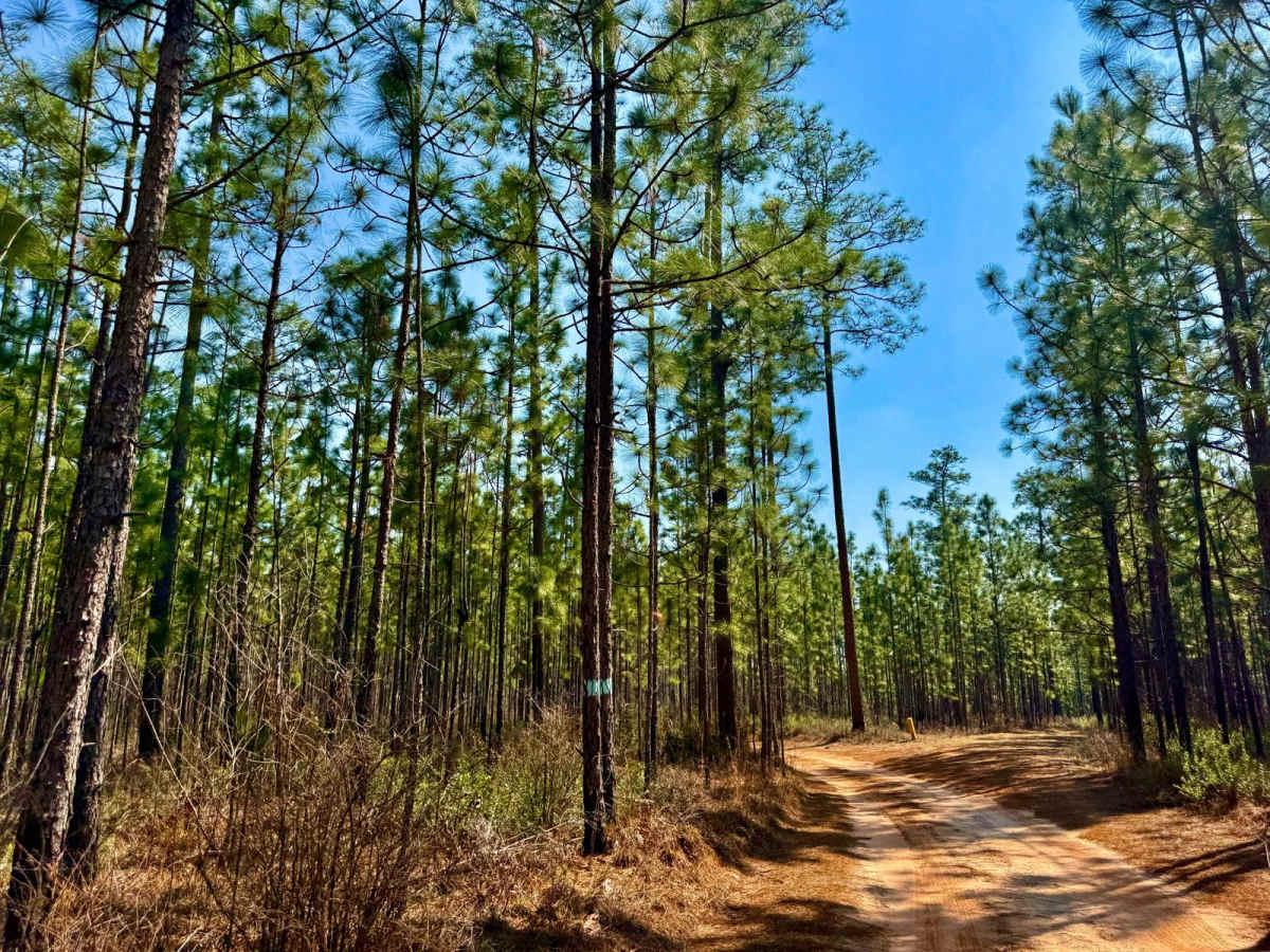 Blackwater Cut 2 photo 3