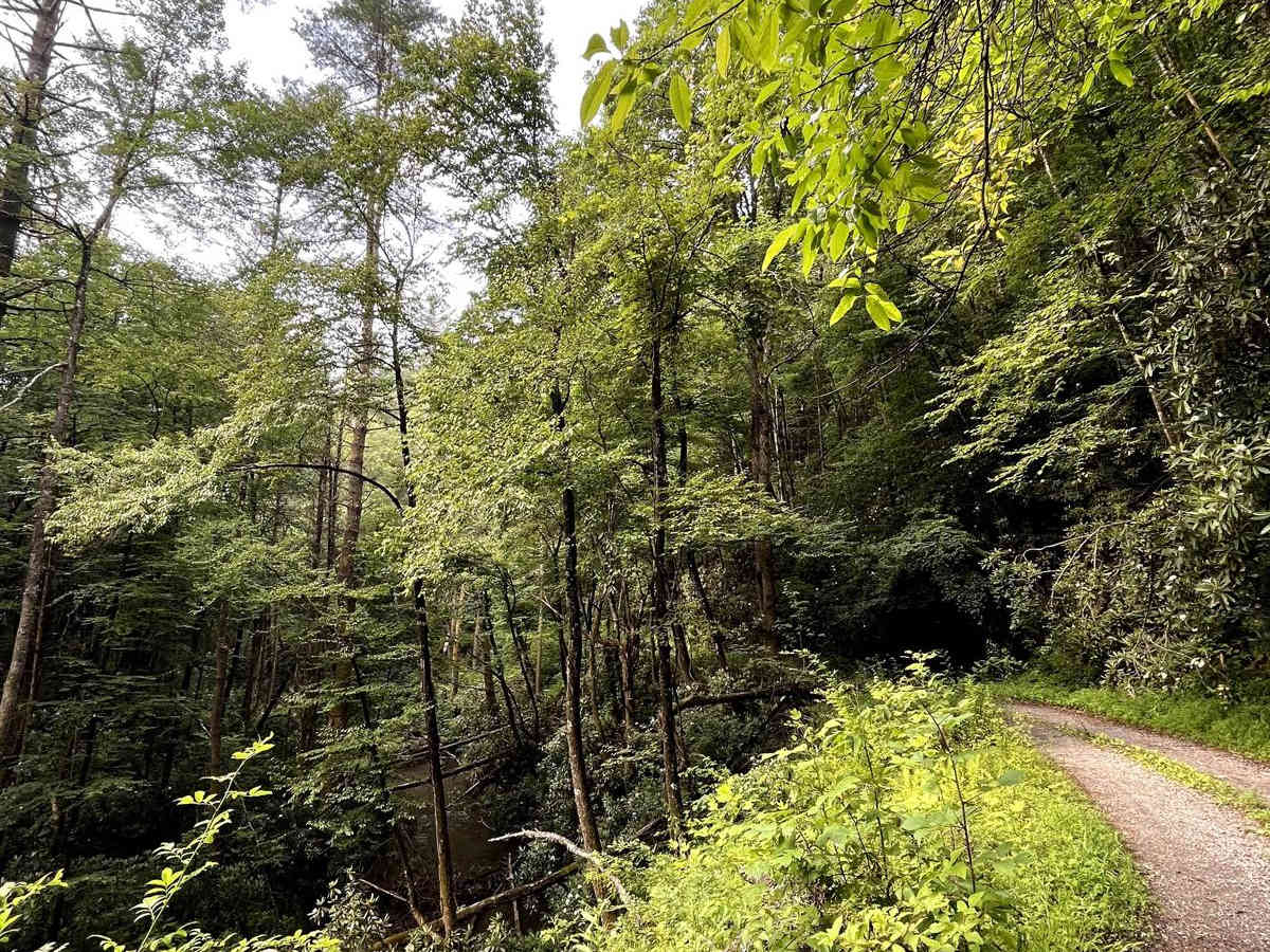 Foster Branch Road trail photo