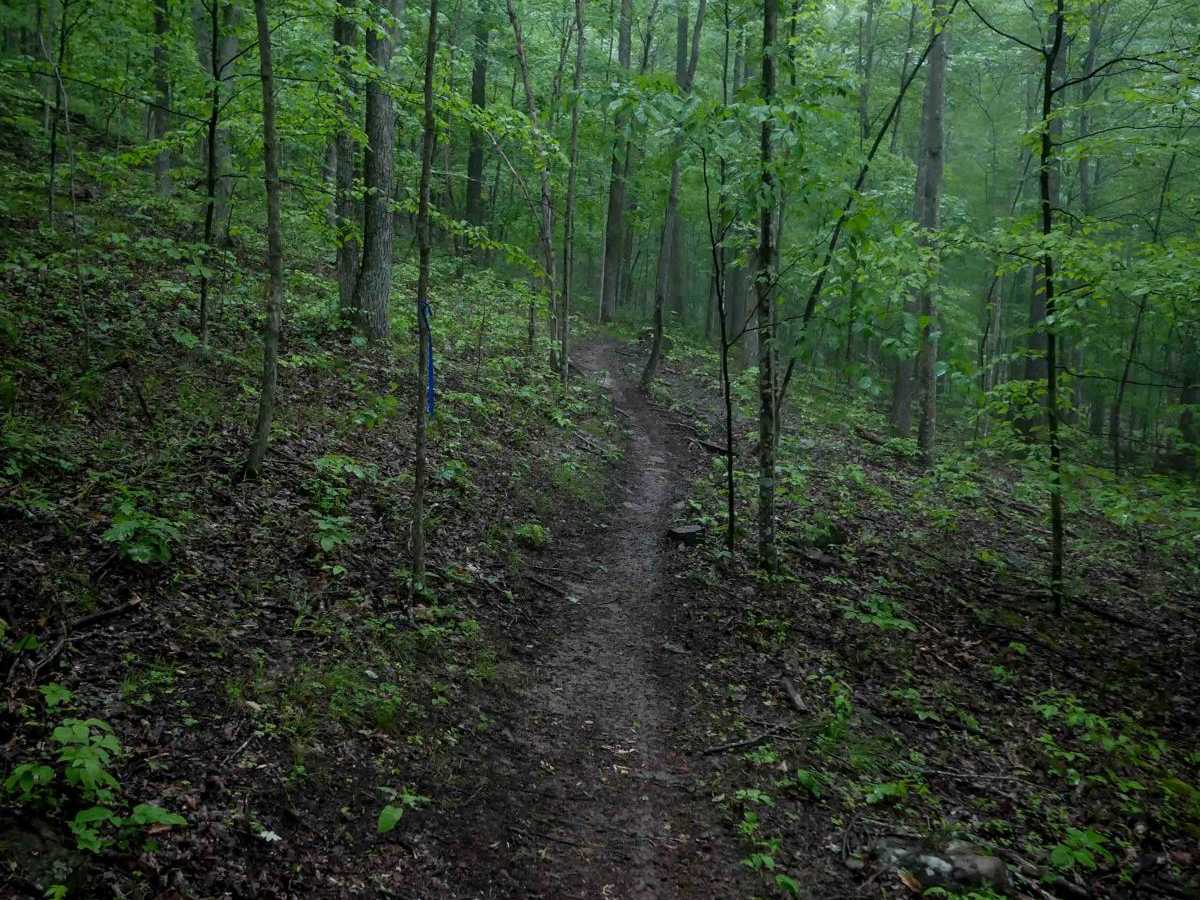 T42 trail photo