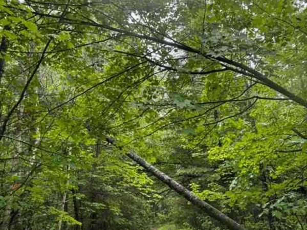 Forest Road 2614 trail photo