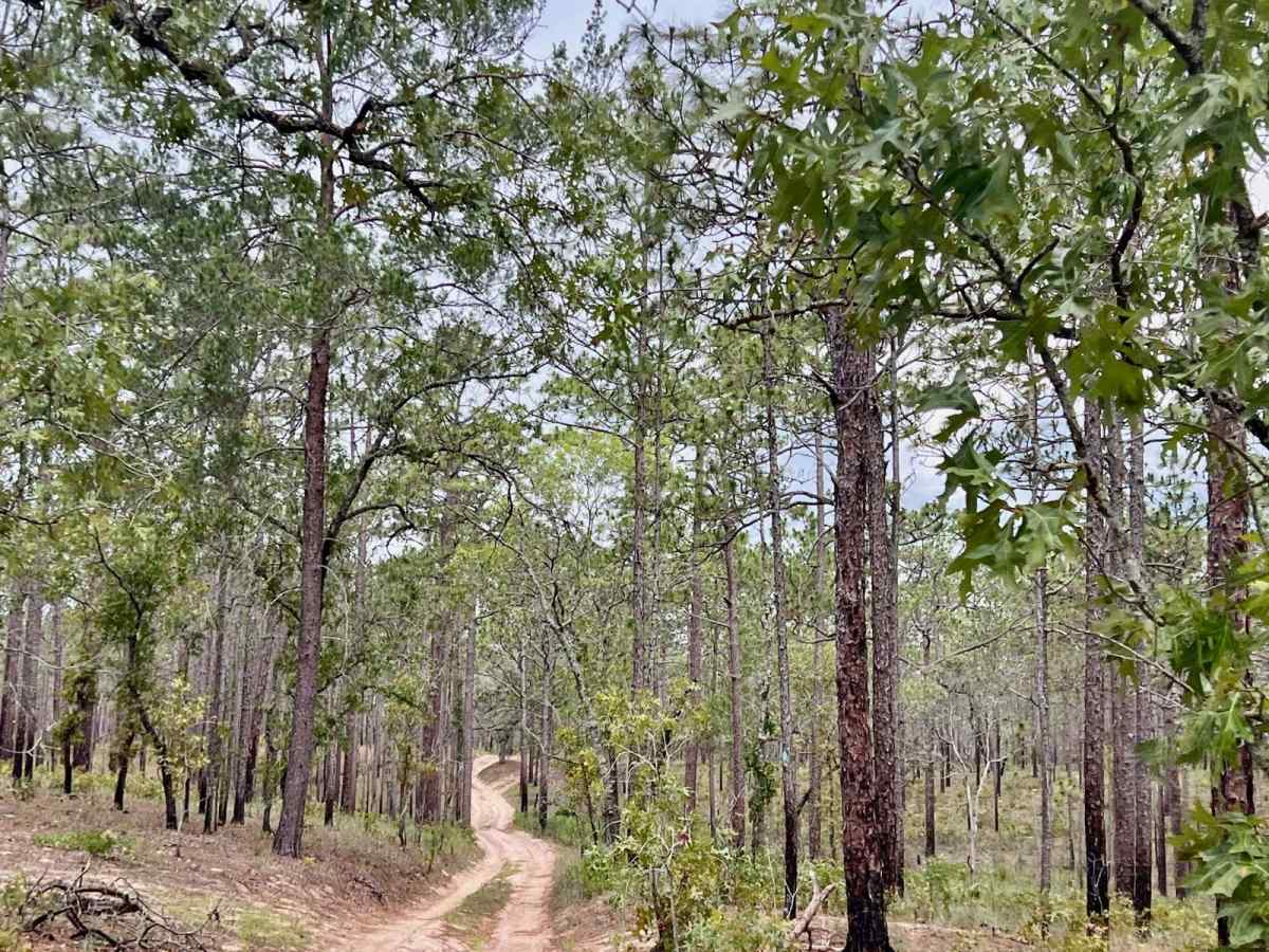 Crooms Wildlife Management | Trail 8 photo 4