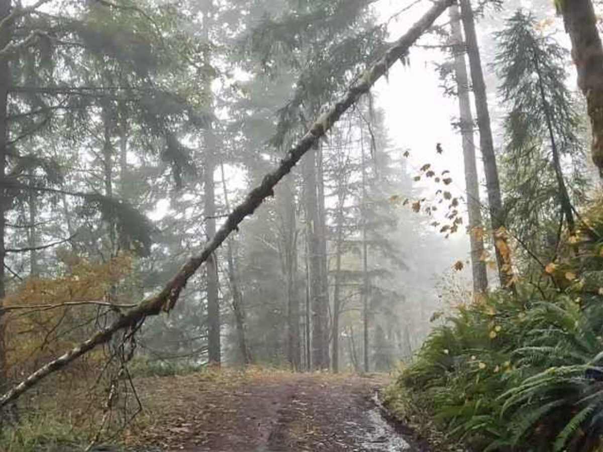 Salmonberry Railroad Tunnel Route photo 6