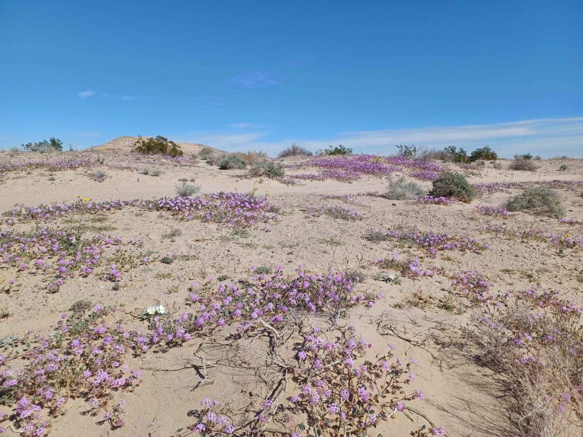 Flower Hill trail photo