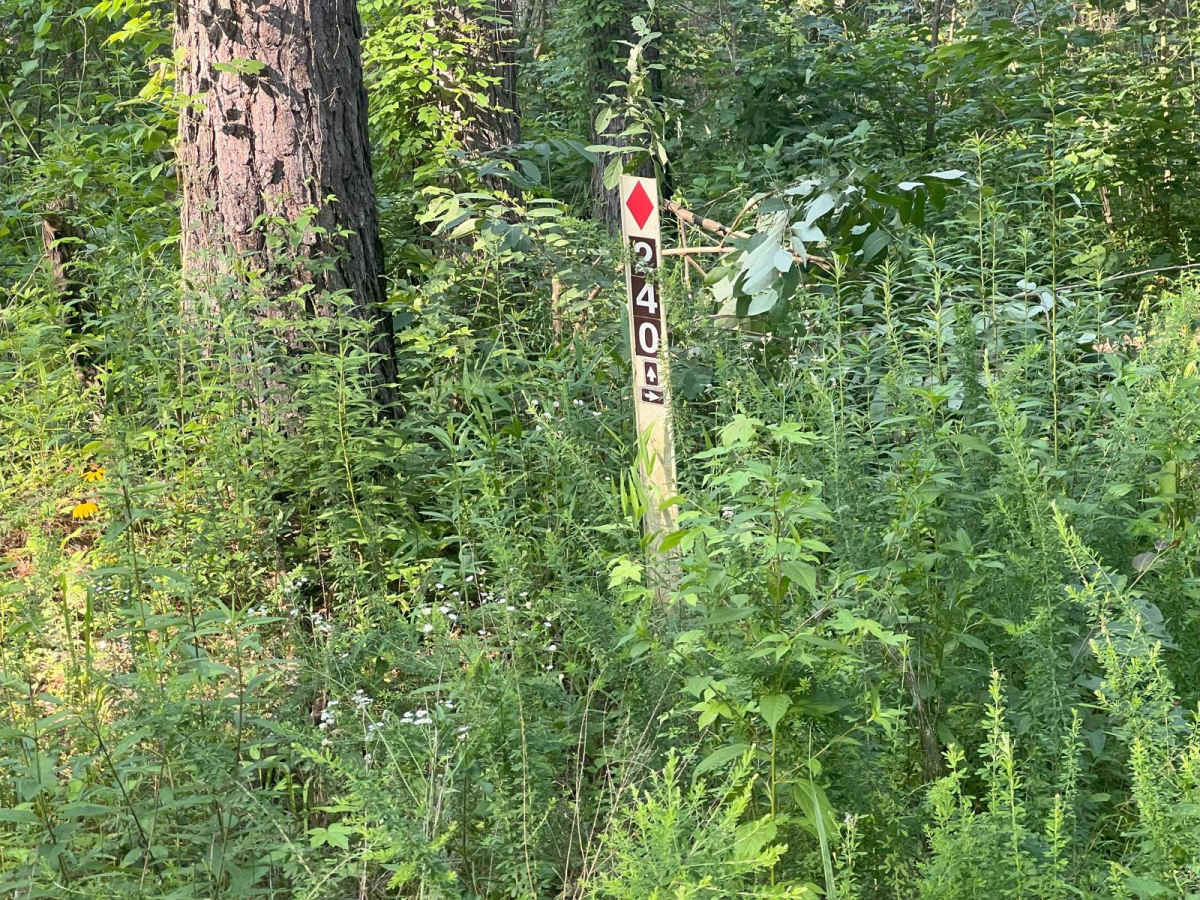 Mount Joy - Forest Road 216 photo 4