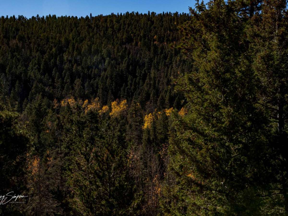 Bear Gulch Road FR 304 photo 4