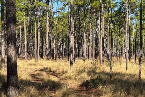 Pettiford Creek Trail 6