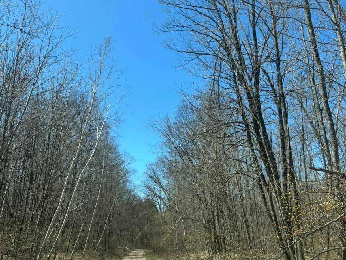 Forest Road 2267 photo 4