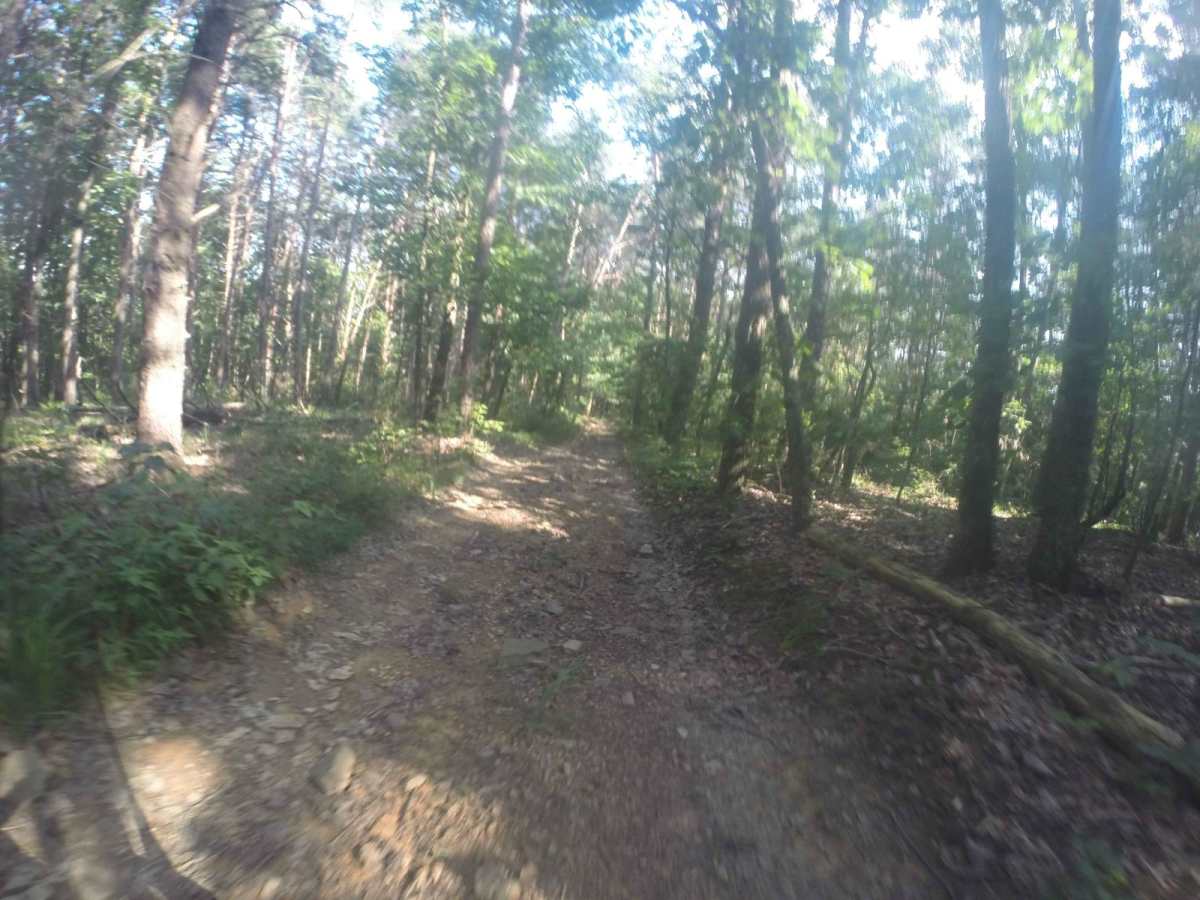 Manning Mill Spur - Forest Road 227A photo 3