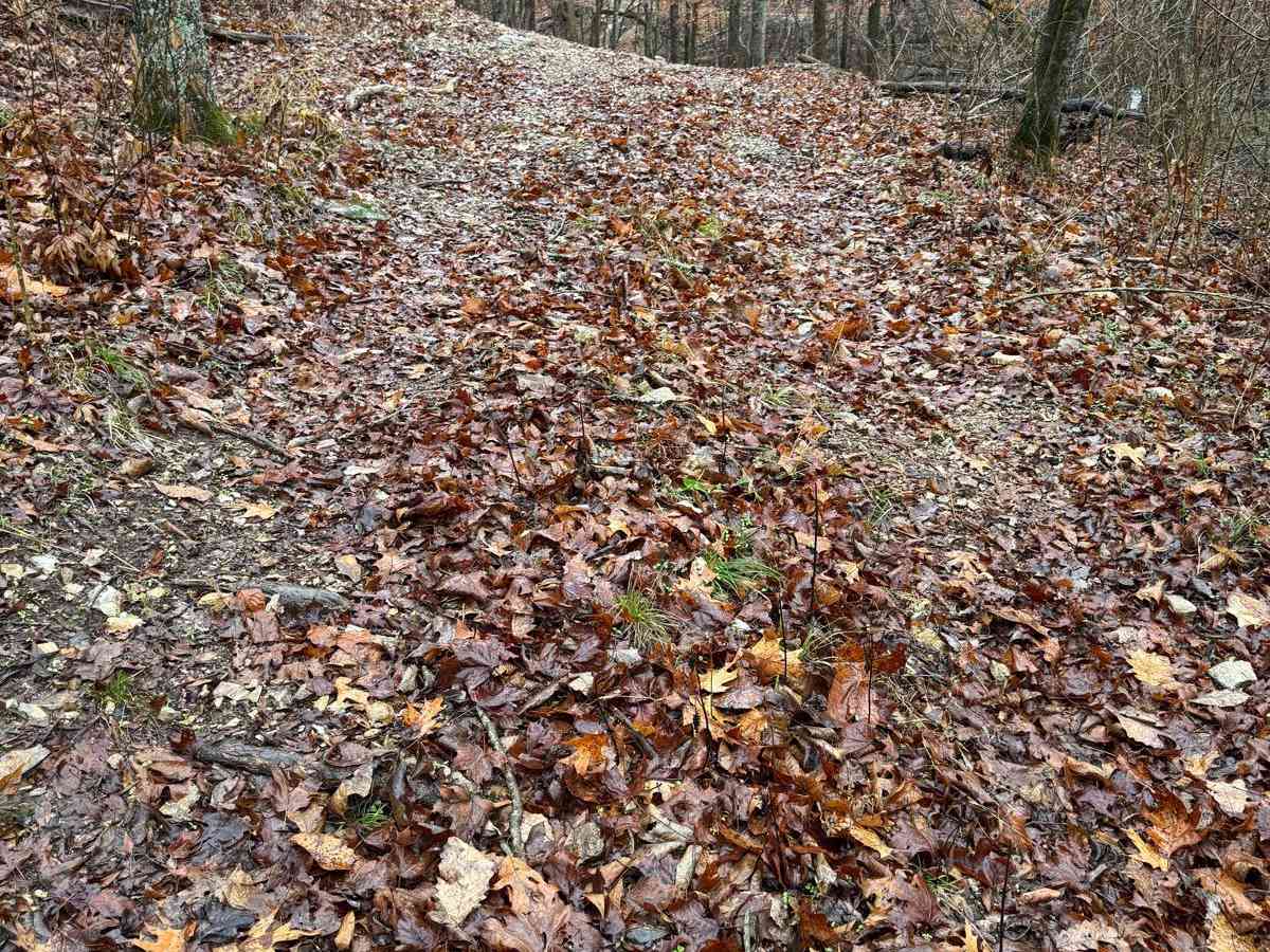 Green 298 trail photo