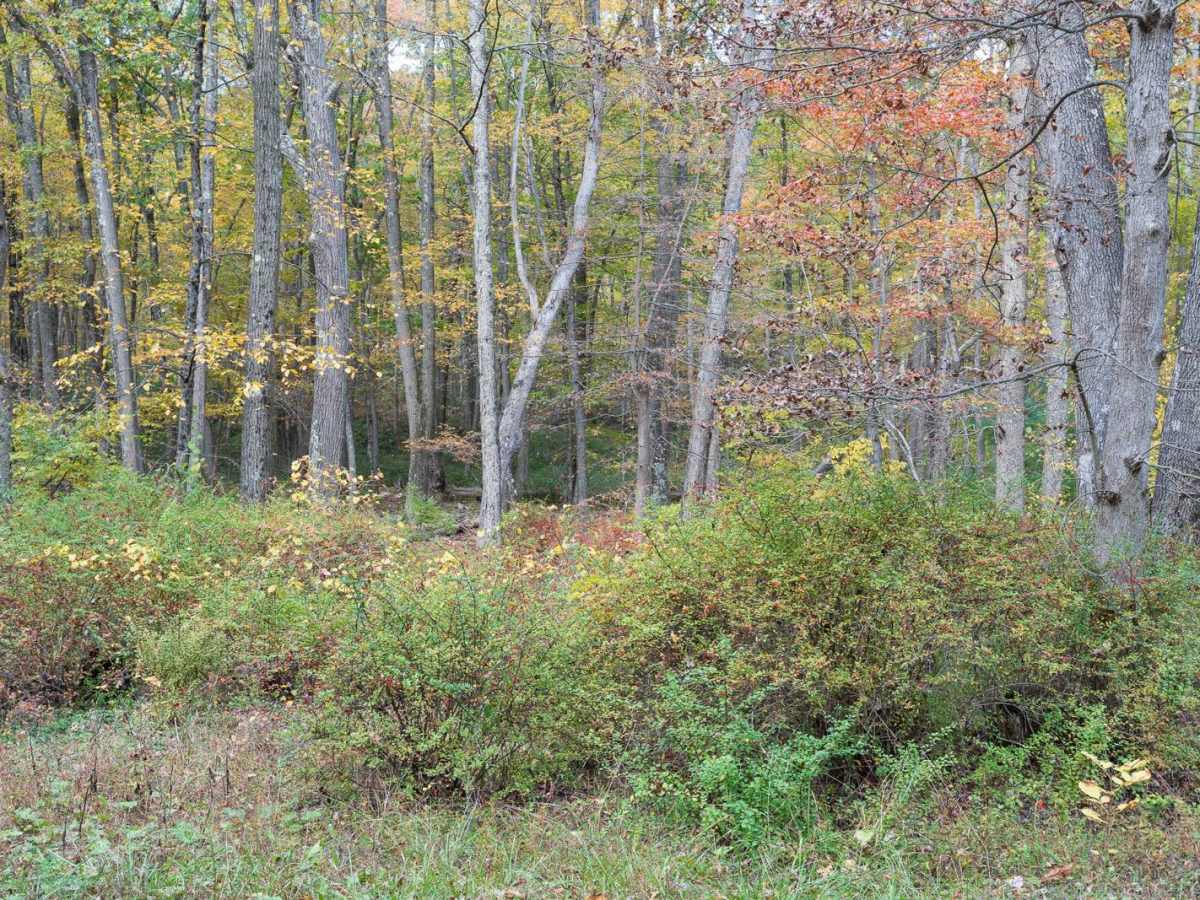 Bear Meadows Road photo 6