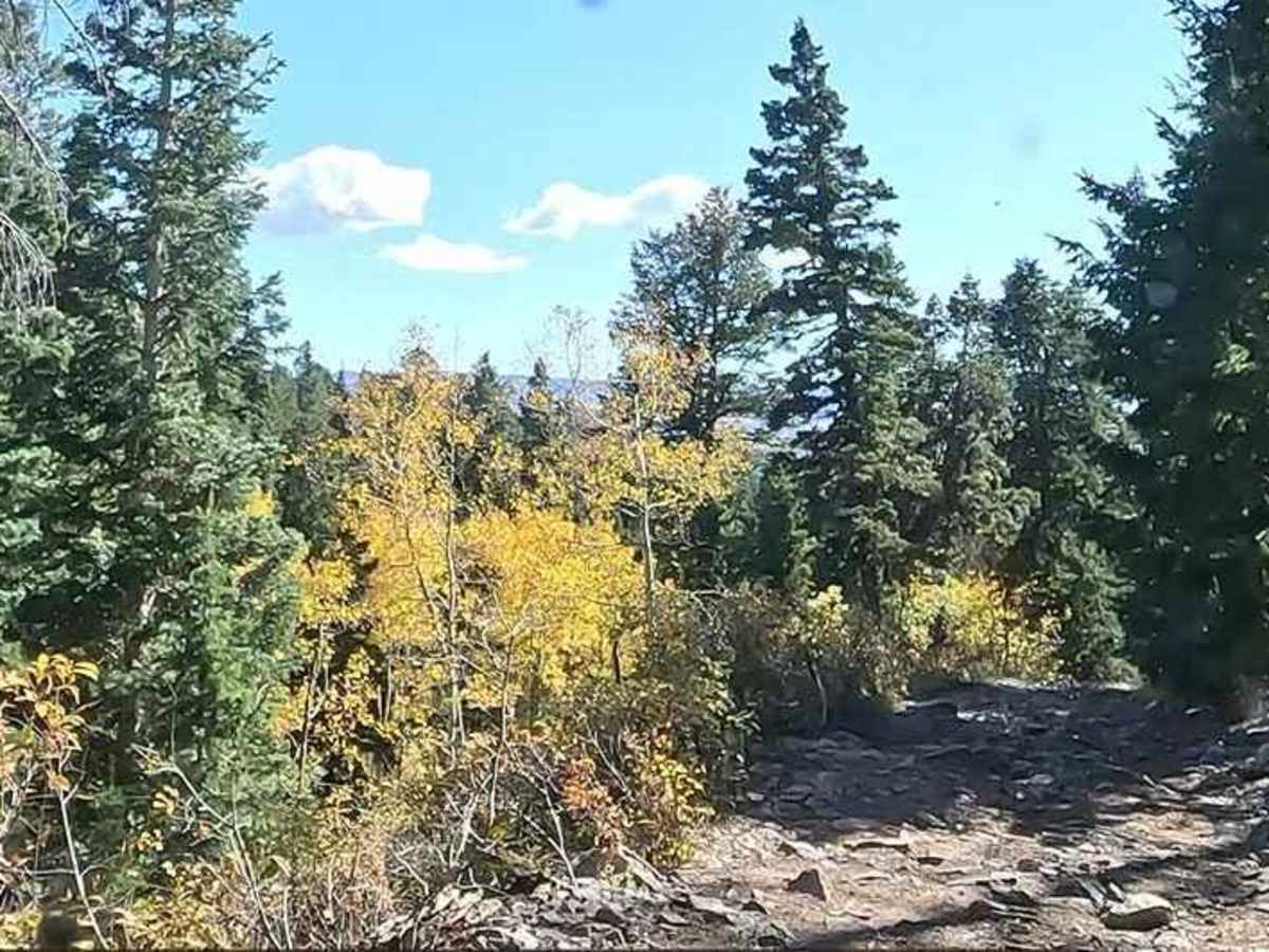 FS 80178 Upper Cedar Hollow OHV photo 2